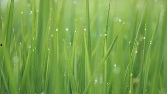 清清草视频,探寻自然之美，感受生命活力